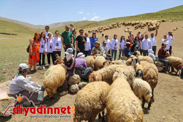 sağımını yaylada aşçılar izledi VAN yabancı - ve Yerli koyun 5