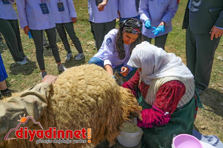 koyun yabancı sağımını aşçılar - VAN izledi ve Yerli yaylada 6