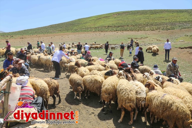 izledi aşçılar yabancı ve yaylada koyun - VAN sağımını Yerli 7
