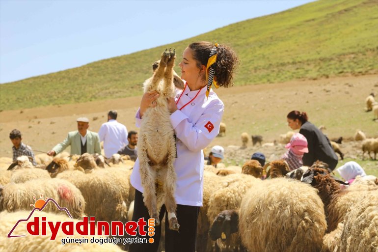 yabancı koyun izledi yaylada - VAN ve Yerli aşçılar sağımını 8