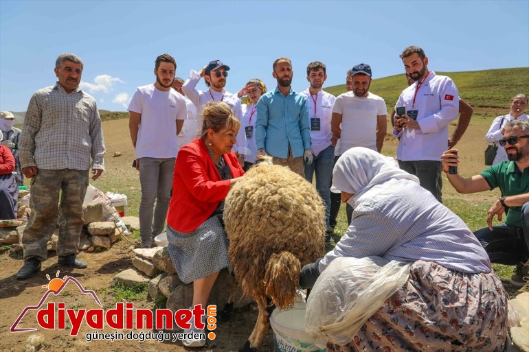 sağımını Yerli VAN yabancı izledi aşçılar - ve yaylada koyun 9
