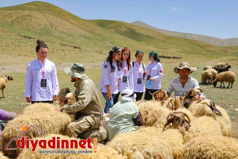 yabancı - aşçılar koyun yaylada Yerli VAN sağımını ve izledi 10