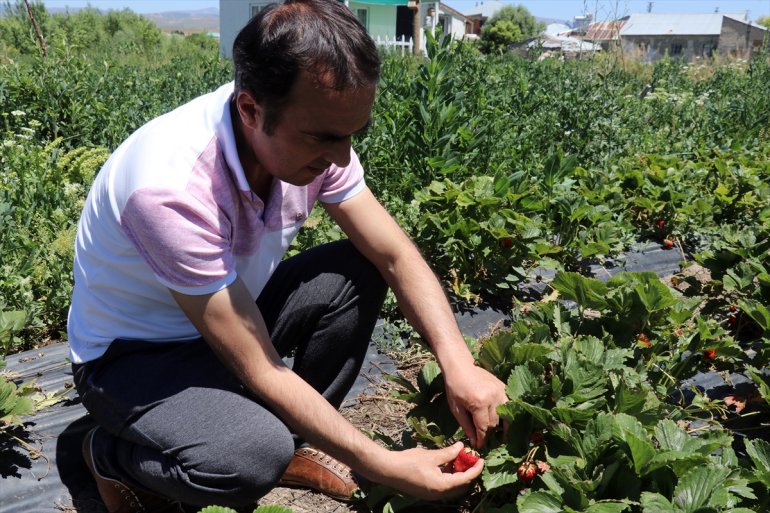 ton üreticilerinin rekolte Ağrı