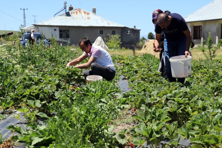 beklentisi rekolte 120 Ağrı