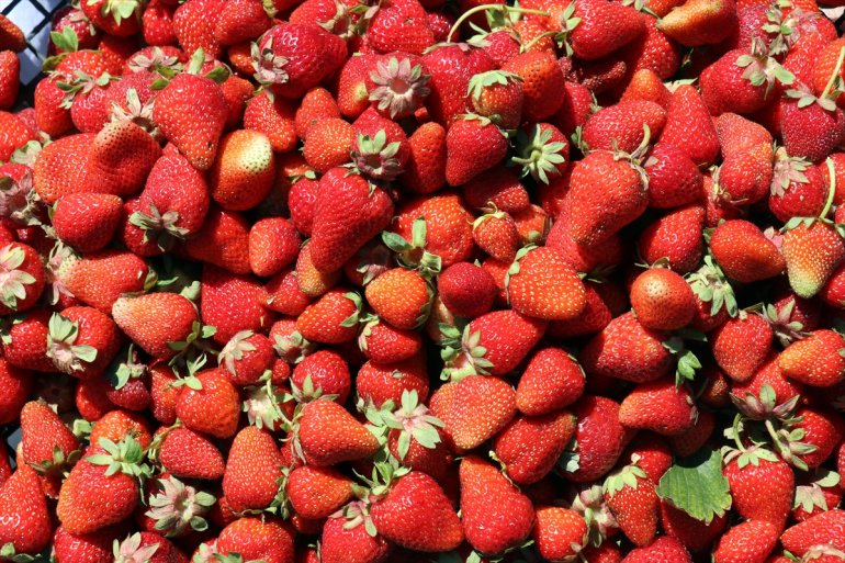 120 beklentisi rekolte Ağrı