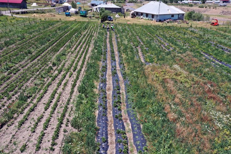 üreticilerinin ton rekolte çilek Ağrı