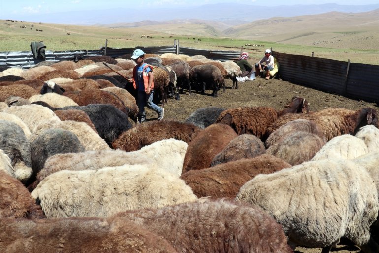 AĞRI ağırlıyor canlanan Yağışlarla - yaylalar göçerleri 2