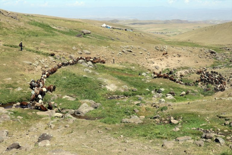 - AĞRI göçerleri yaylalar Yağışlarla ağırlıyor canlanan 12