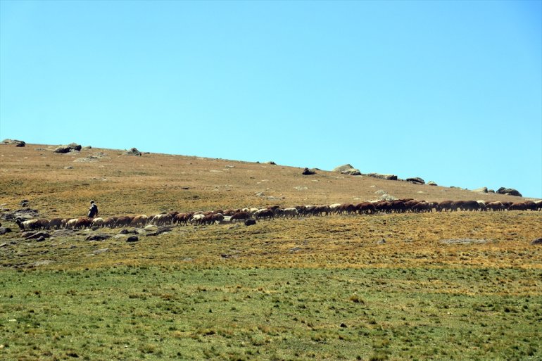 yaylalar ağırlıyor - göçerleri AĞRI Yağışlarla canlanan 15