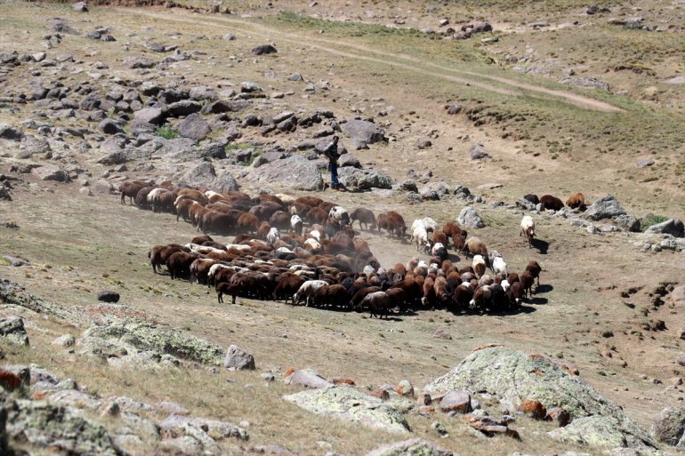 Yağışlarla göçerleri - ağırlıyor canlanan AĞRI yaylalar 16