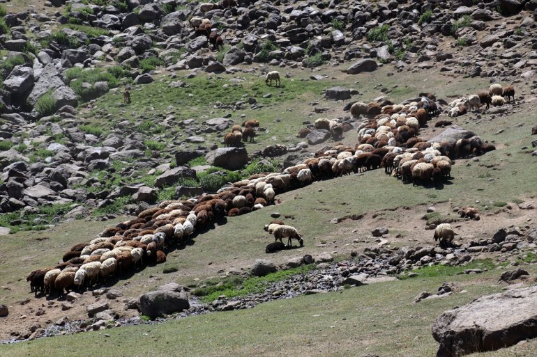 - yaylalar ağırlıyor göçerleri AĞRI canlanan Yağışlarla 17