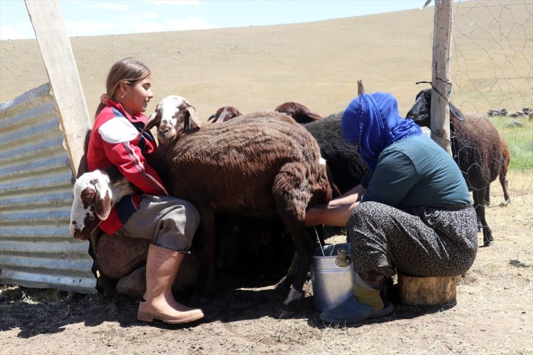 - AĞRI yaylalar Yağışlarla canlanan ağırlıyor göçerleri 18