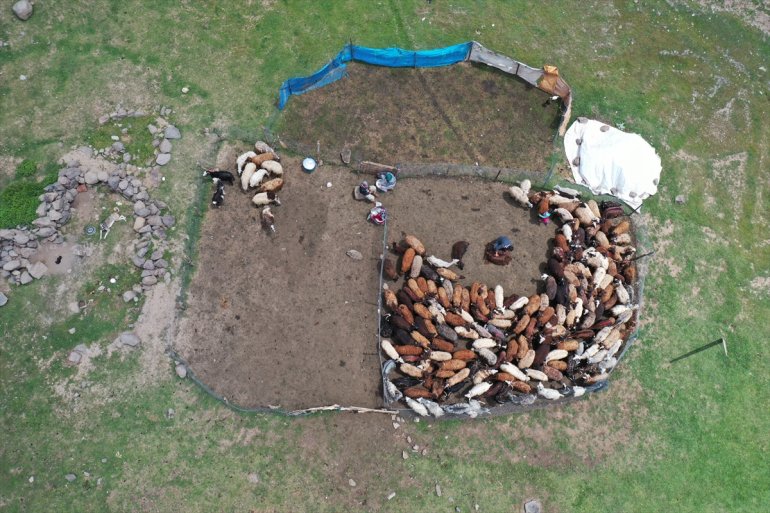 Yağışlarla canlanan Ağrı yaylaları göçerleri ağırlıyor