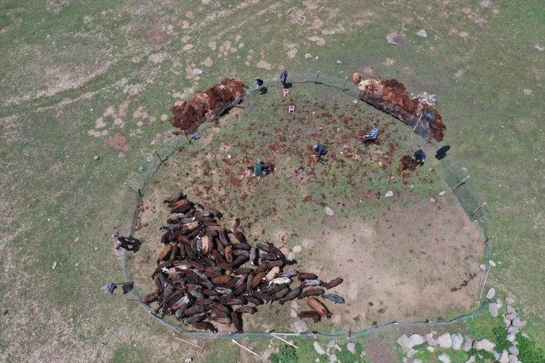 yaylalar göçerleri canlanan ağırlıyor Yağışlarla AĞRI - 10