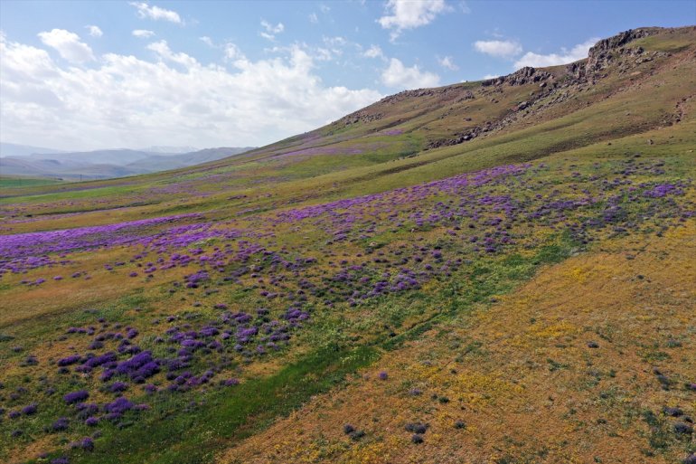 AĞRI Ağrı