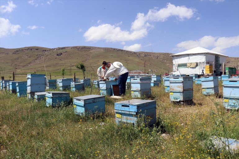 Ağrılı 12 arıcılığı Abdulsamet yaşındaki çekirdekten öğreniyor 7