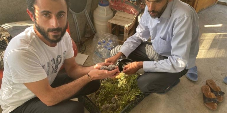 Anneleri gelmeyen yavru kirpiler koruma altına alındı