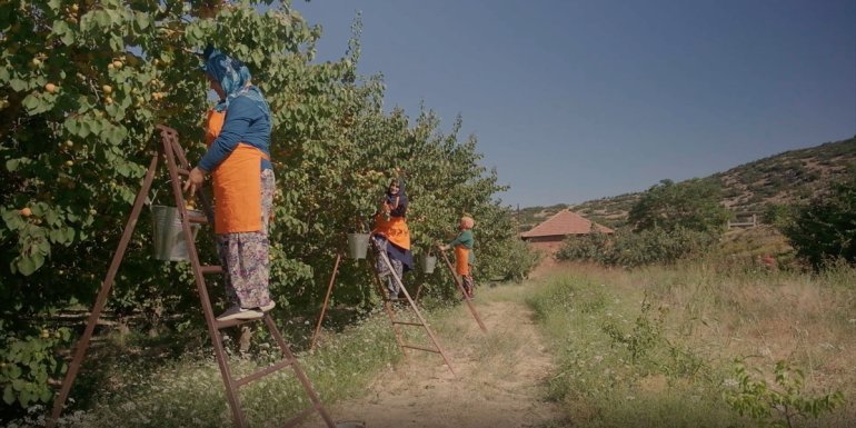 Antalyalı kadın üreticilerin meyveleri Migros raflarında