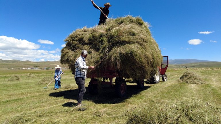 Ardahan'da çiftçiler tırpan ile ot hasadına başladı
