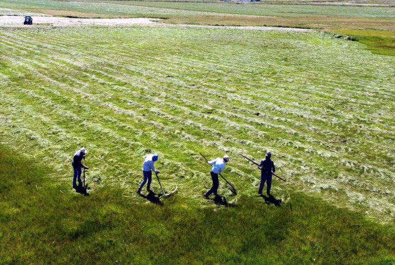 tırpan Çiftçiler ARDAHAN başladı ile - ot hasadına 2