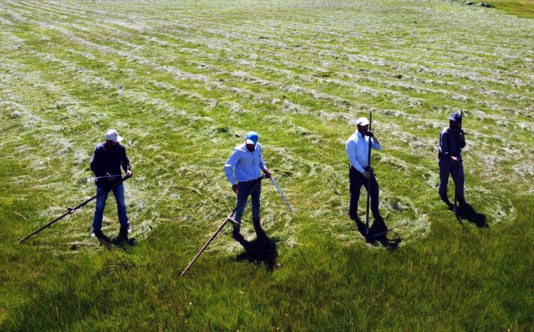 hasadına başladı ile tırpan ARDAHAN - Çiftçiler ot 3