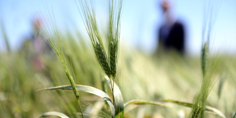 Çiftçiye tohumu dağıtılan ata buğdayında yüksek verim bekleniyor