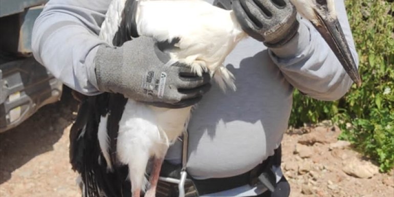 Ardahan'da ayağına ip sarıldığı için yuvasında mahsur kalan leylek kurtarıldı