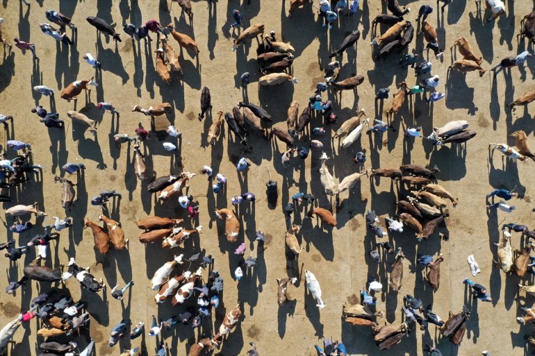 Batı illerine kurbanlıkların gönderildiği Ağrı Hayvan Pazarı'ndaki hareketlilik sürüyor