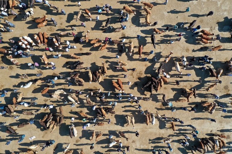 hareketlilik Ağrı illerine Batı sürüyor Hayvan Pazarı