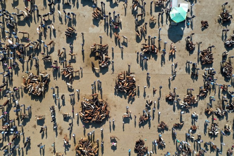 gönderildiği Batı kurbanlıkların hareketlilik illerine Ağrı sürüyor Hayvan Pazarı