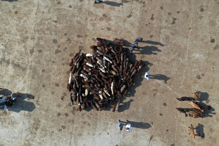 Batı kurbanlıkların sürüyor Ağrı illerine gönderildiği Hayvan hareketlilik Pazarı