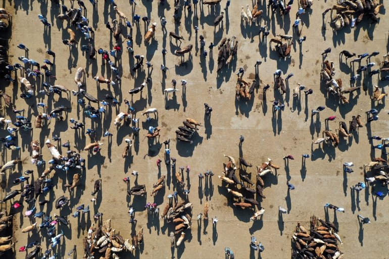 kurbanlıkların Hayvan hareketlilik illerine Batı sürüyor Pazarı