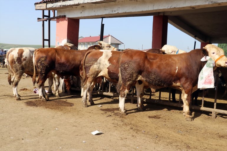 kurbanlıkların hareketlilik Ağrı gönderildiği Batı sürüyor Hayvan Pazarı