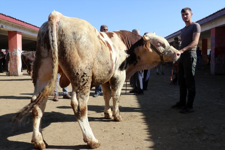 hareketlilik Ağrı kurbanlıkların sürüyor Hayvan Pazarı