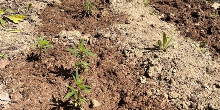 Elazığ'da dağlık araziye ekili 513 kök Hint keneviri ele geçirildi