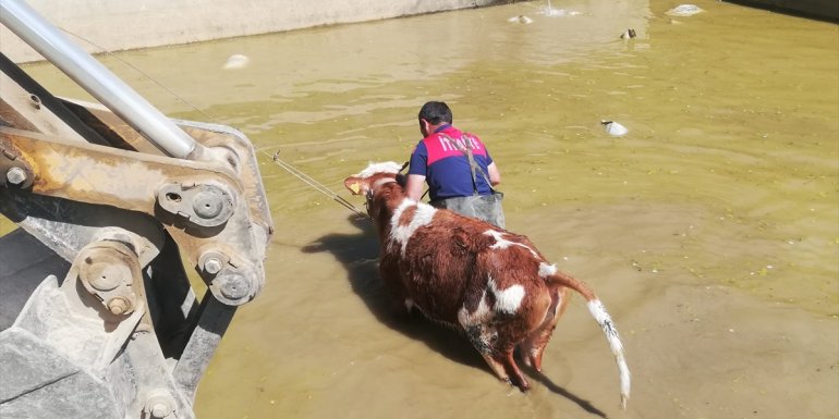 Erzincan'da sulama havuzuna düşen büyükbaş hayvan kurtarıldı