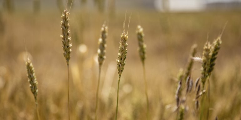 ERZURUM - Tohum desteği ve yağış bereketiyle Erzurum