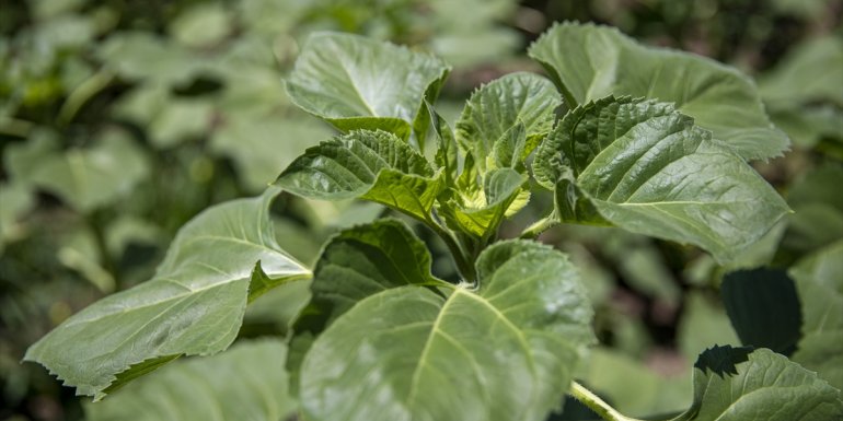 Yağlık ayçiçeği üretimine yönelen Erzurum'daki çiftçiler yüksek verim bekliyor
