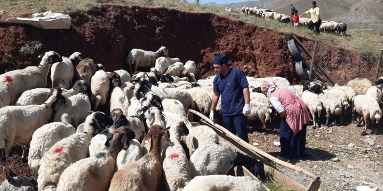 Hakkari'de kurbanlıklar sağlık taramasından geçirildi