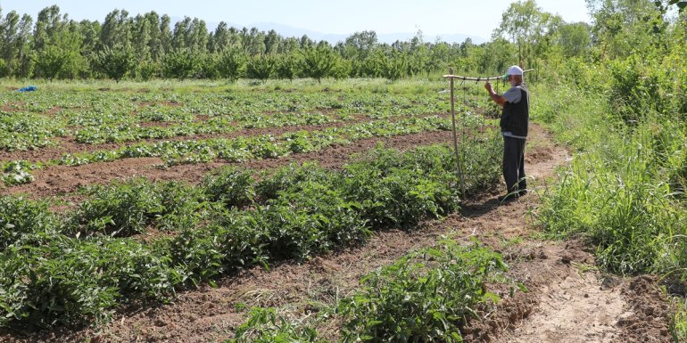 Iğdır'da bu yıl domateste 30 bin ton rekolte bekleniyor