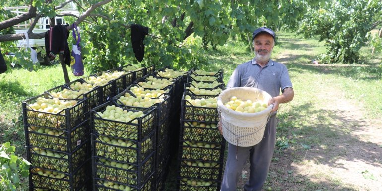 Iğdır'da hasadına başlanan kayısıda 44 bin ton rekolte bekleniyor