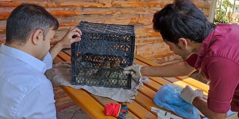 Iğdır'da sıcaktan bitkin düşen kerkenez yavruları tedaviye alındı