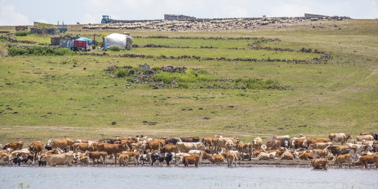 Kars'ta yağışlarla dolan sulak alanlar yaylacıların yüzünü güldürüyor