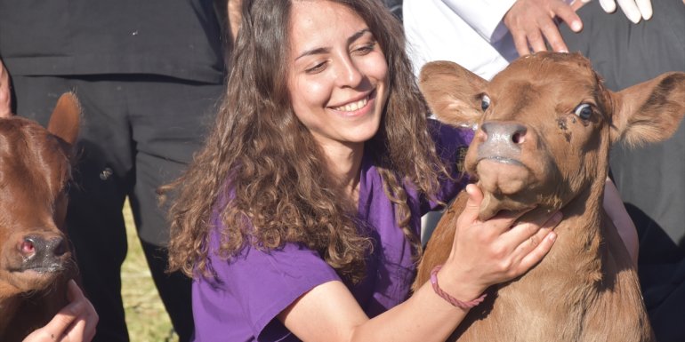 Teksas'tan Kars'a getirilen embriyolardan elde edilen beefmaster ırkı ilk buzağılar doğdu