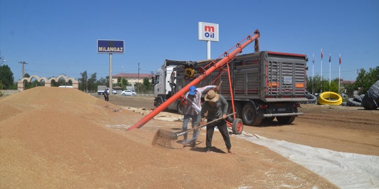 Muş'ta buğday hasadı sürüyor