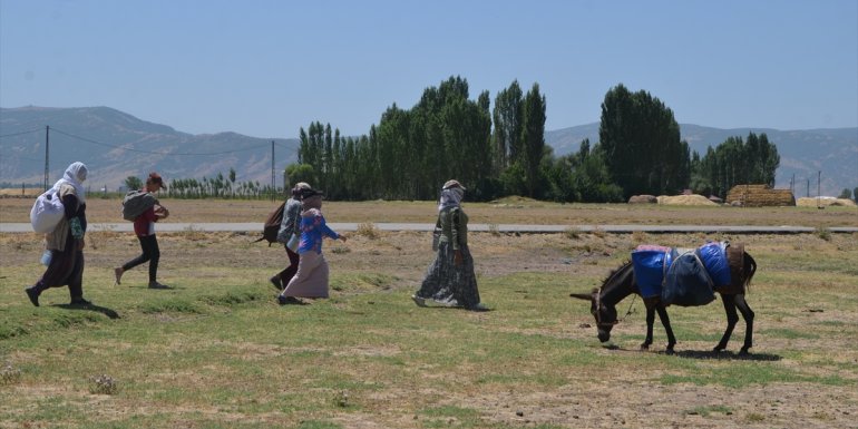 Muşlu berivanlar hayvanlarını sağmak için her gün kilometrelerce yol kat ediyor1