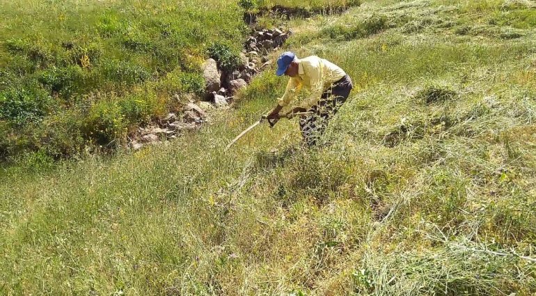 Tırpanla ot biçme geleneği kayboluyor2