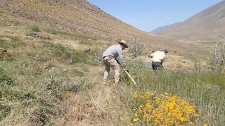 Tırpanla ot biçme geleneği kayboluyor4