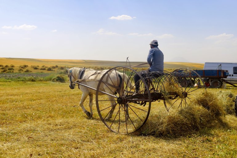 Toprağın emekçileri kavurucu sıcaklar altında ter döküyor2