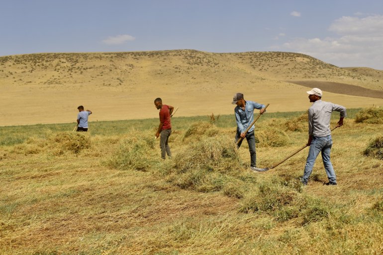 Toprağın emekçileri kavurucu sıcaklar altında ter döküyor3